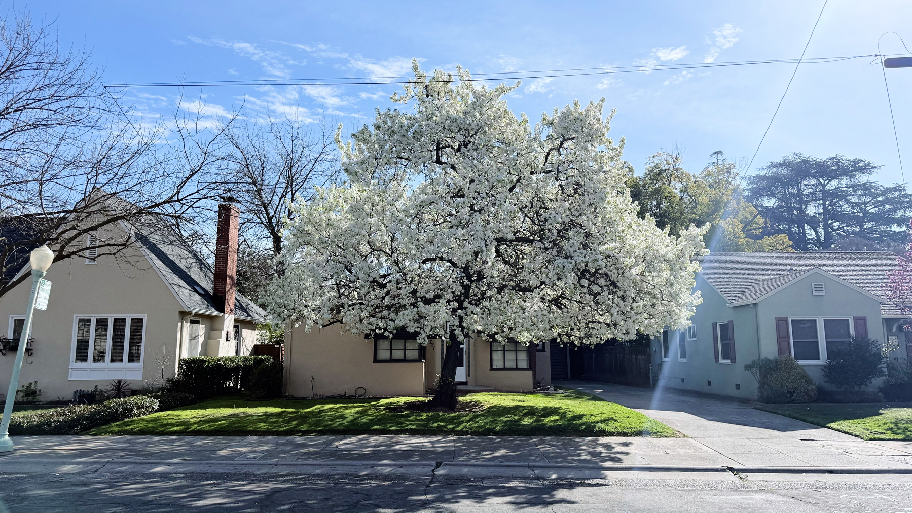 A photo of a beautiful Bradford Pear tree with white flowers, standing on a street in front of a house in Sacramento on a sunny winter day.